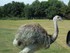 Le Nandou (Rhea americana)