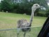 Le Nandou (Rhea americana)