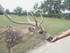 Le Cerf Axis