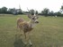 Le Cerf Axis