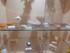Collection coquillages