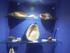 Collection coquillages