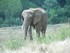 L'éléphant