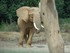 L'éléphant