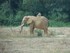 L'éléphant