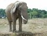 L'éléphant