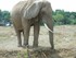 L'éléphant