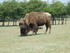 Le bison