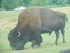 Le bison