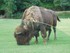 Le bison