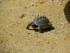 Tortue Sulcata ou tortue à é