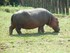 L'hippopotame