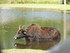 Le Yack (Bos mutus)