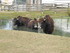 Le Yack (Bos mutus)