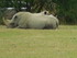 Le Rhinocéros Blanc