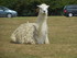 Le lama (lama glama)