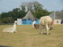 Le lama (lama glama)