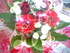 Les bouquets de fleurs féerie