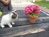 Y et le pot de fleurs