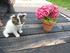 Y et le pot de fleurs