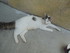 Bibiche la chatte de louise