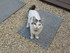 Bibiche la chatte de louise