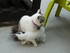 Bibiche la chatte de louise