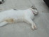 Bibiche la chatte de louise