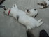 Bibiche la chatte de louise