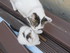 Bibiche la chatte de louise