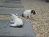 Les chatons Cling & Y