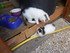 Les chatons Cling & Y