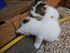 Les chatons Cling & Y