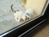 Les chatons Cling & Y