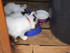 Les chatons Cling & Y