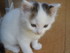 Les chatons Cling & Y