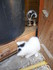 Les chatons Cling & Y