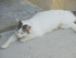 Les chats de Louise 2