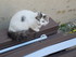 Autres photos des chats de lou