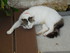 Autres photos des chats de lou
