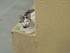 Autres photos des chats de lou