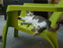 Autres photos des chats de lou