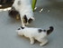 Autres photos des chats de lou