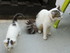 Autres photos des chats de lou
