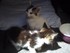 Les petits chatons trop mignon