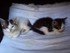 Les petits chatons trop mignon