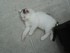 Les petits chatons trop mignon