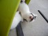 Les chats en vidéo n°1