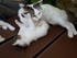 Les chats en vidéo n°1