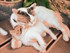 Les chats en photo oeuvre d'ar